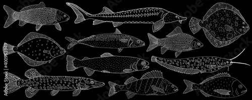Set of sea and river fish hand drawn. White contour of different fish on black background, collection. Vector illustration.