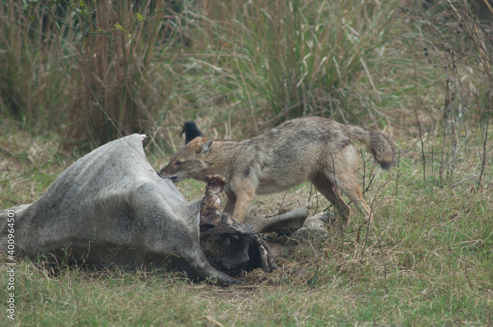 Golden jackal Canis aureus indicus eating a dead zebu. Keoladeo Ghana National Park. Bharatpur. Rajasthan. India. Golden jackal Canis aureus indicus eating a dead zebu. Keoladeo Ghana National Park. Bharatpur. Rajasthan. India.
