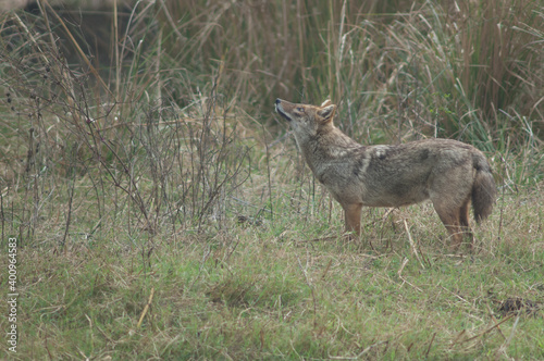 Fototapeta Naklejka Na Ścianę i Meble -  Golden jackal Canis aureus indicus. Keoladeo Ghana National Park. Bharatpur. Rajasthan. India.