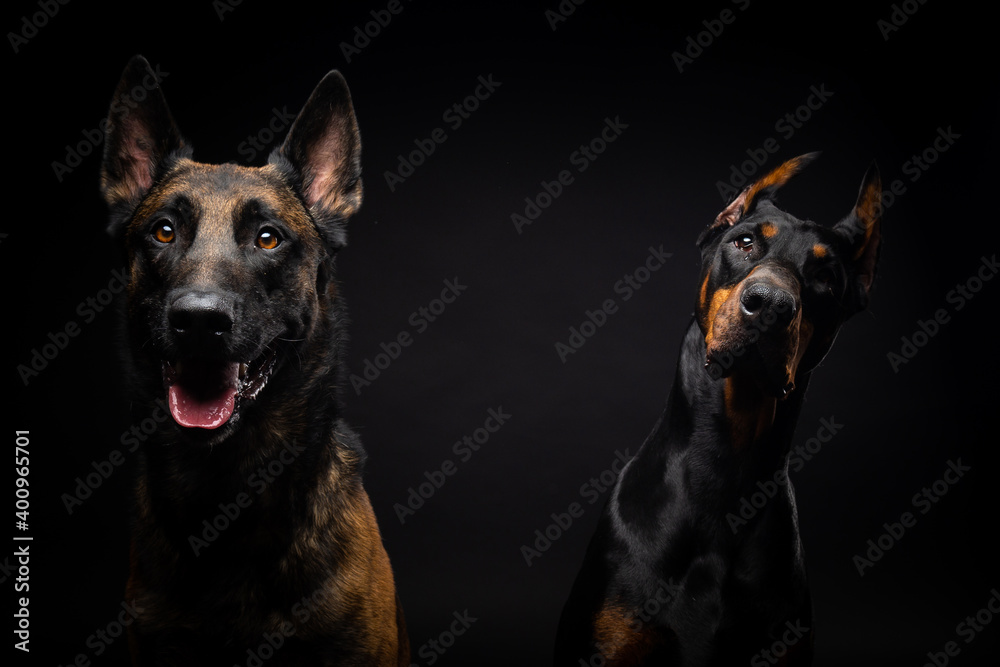 Portrait of a Belgian shepherd dog and a Doberman on an isolated black background. Portrait of a Belgian shepherd dog and a Doberman on an isolated black background.