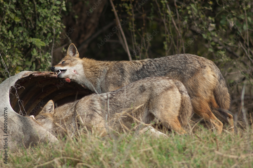Golden jackals Canis aureus indicus eating a dead zebu. Keoladeo Ghana National Park. Bharatpur. Rajasthan. India.
