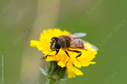 bee on flower © Bohdan