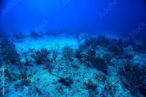 coral reef underwater landscape, lagoon in the warm sea, view under water ecosystem