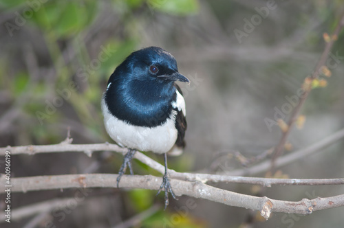 Male Oriental magpie robin Copsychus saularis. Keoladeo Ghana National Park. Bharatpur. Rajasthan. India. photo