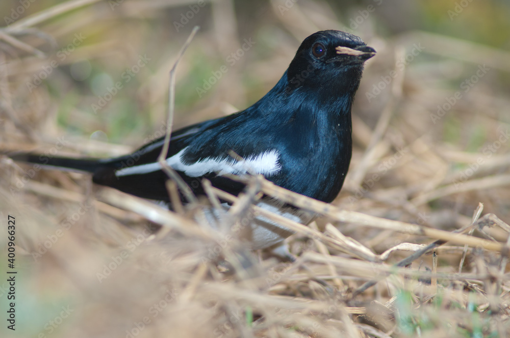 Male Oriental magpie robin Copsychus saularis with nesting material. Keoladeo Ghana National Park. Bharatpur. Rajasthan. India. Male Oriental magpie robin Copsychus saularis with nesting material. Keoladeo Ghana National Park. Bharatpur. Rajasthan. India.