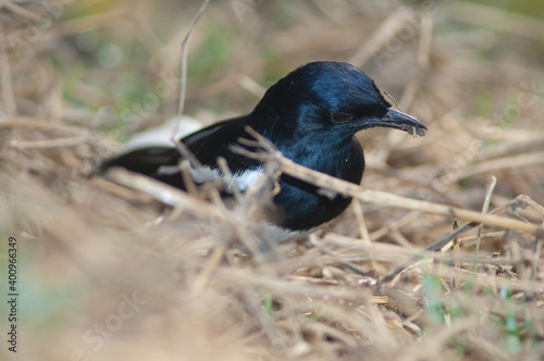 Male Oriental magpie robin Copsychus saularis with nesting material. Keoladeo Ghana National Park. Bharatpur. Rajasthan. India. photo