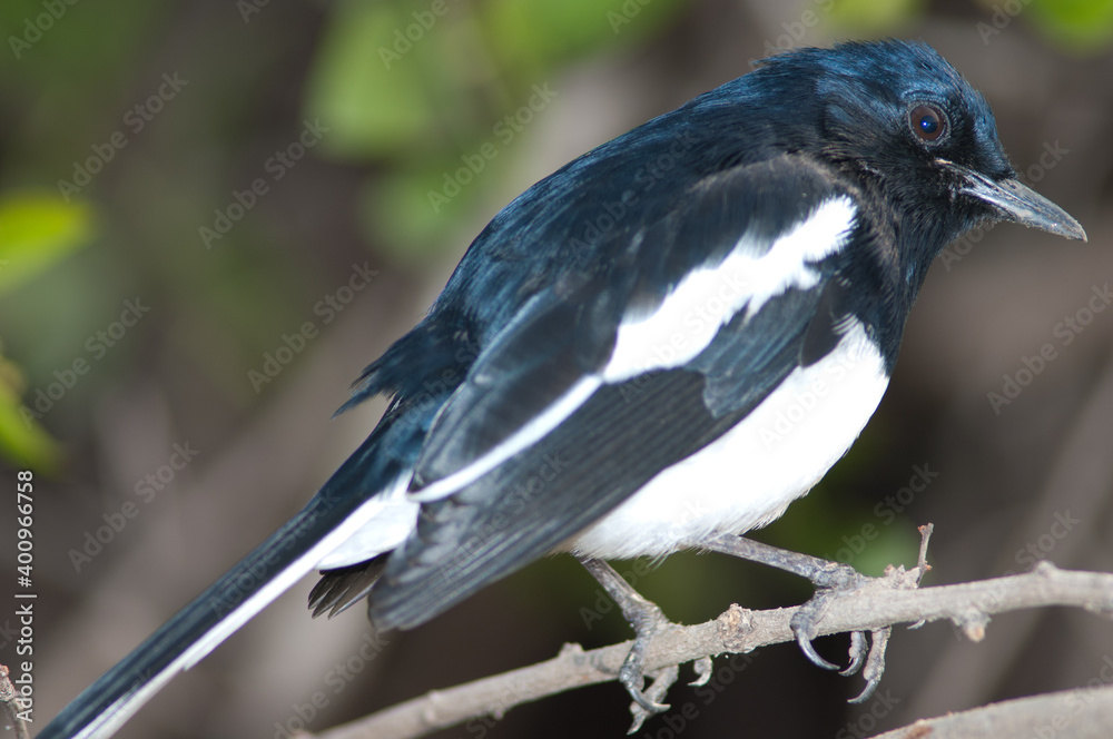 Obraz premium Male Oriental magpie robin Copsychus saularis. Keoladeo Ghana National Park. Bharatpur. Rajasthan. India.