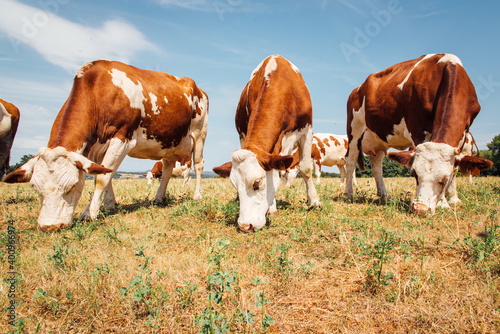 des vaches broutant dans un pré. Des vaches mangent de l'herbe. © david