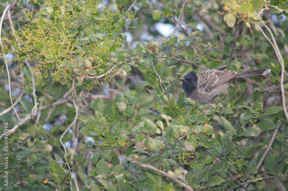 Red-vented bulbul Pycnonotus cafer on a shrub. Keoladeo Ghana National Park. Bharatpur. Rajasthan. India.