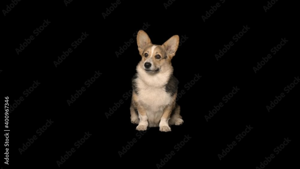welsh corgi on black background welsh corgi on black background