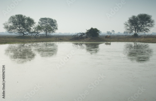 Zebu Bos primigenius indicus walking along the bank of a pond. Keoladeo Ghana National Park. Bharatpur. Rajasthan. India.