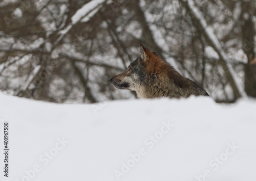 European grey wolf in winter Carpatian forest Canis lupus