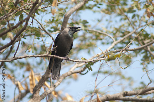 House crow Corvus splendens calling. Keoladeo Ghana National Park. Bharatpur. Rajasthan. India.