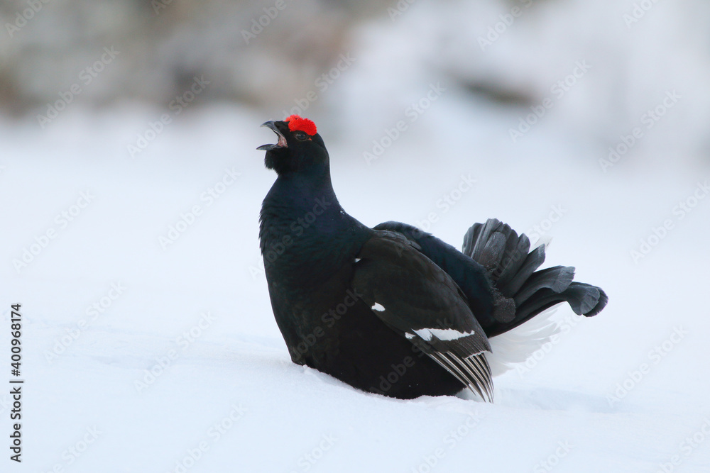 Singing love in the winter country, (Tetrao tetrix). The black grouse male