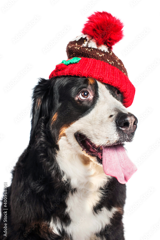 Large dog of breed Bernese Mountain Dog in a red knitted hat. Close-up. Isolated on white background Large dog of breed Bernese Mountain Dog in a red knitted hat. Close-up. Isolated on white background