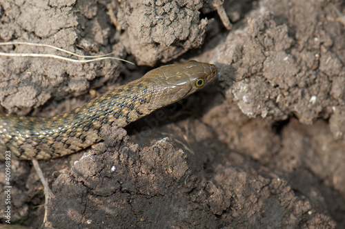 Checkered keelback Xenochrophis piscator on the ground. Keoladeo Ghana National Park. Bharatpur. Rajasthan. India. photo