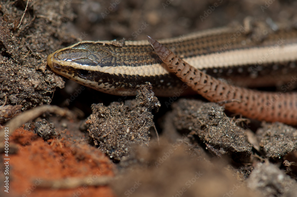 Bronze grass skink Eutropis macularia. Keoladeo Ghana National Park. Bharatpur. Rajasthan. India. Bronze grass skink Eutropis macularia. Keoladeo Ghana National Park. Bharatpur. Rajasthan. India.