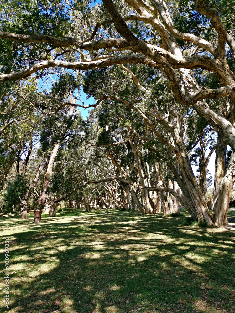 Fototapeta premium Beautiful view of a public park with green grass, tall trees and deep blue sky in the background, Centennial park, Sydney, New South Wales, Australia 