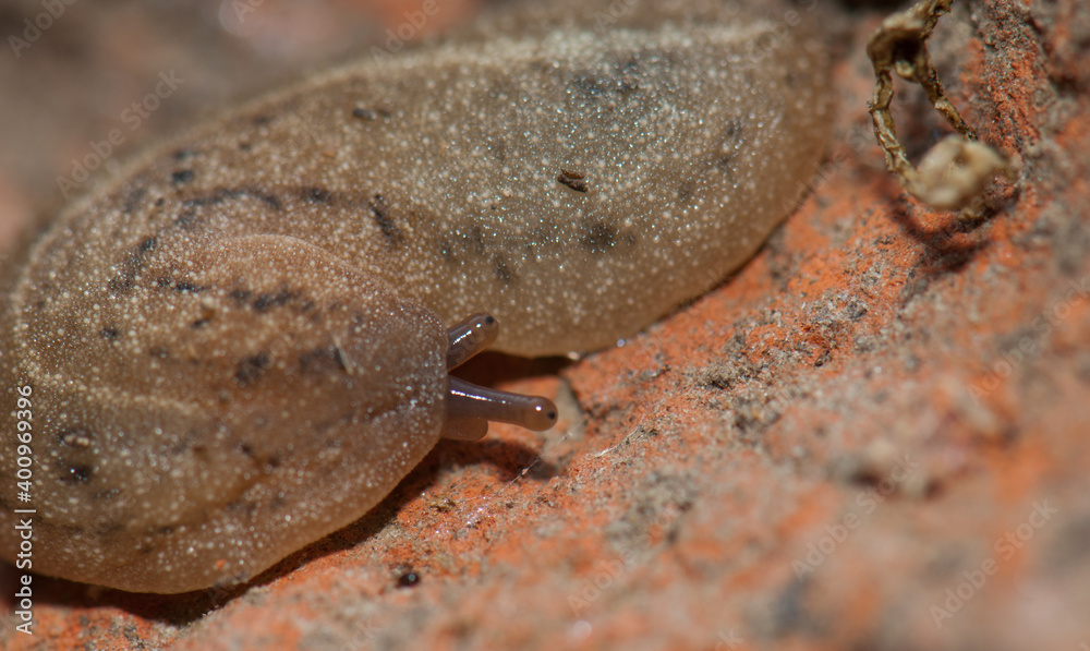 Leatherleaf slug Veronicellidae on the ground. Keoladeo Ghana National Park. Bharatpur. Rajasthan. India. Leatherleaf slug Veronicellidae on the ground. Keoladeo Ghana National Park. Bharatpur. Rajasthan. India.