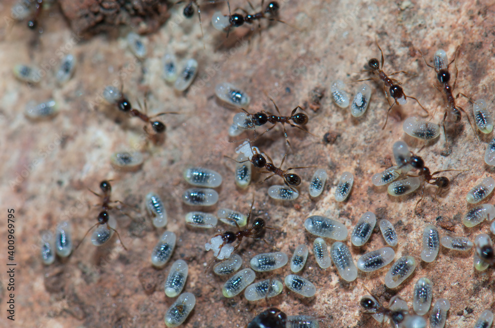 Ants tending eggs and larvae. Keoladeo Ghana National Park. Bharatpur. Rajasthan. India. Ants tending eggs and larvae. Keoladeo Ghana National Park. Bharatpur. Rajasthan. India.