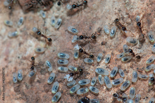 Ants tending eggs and larvae. Keoladeo Ghana National Park. Bharatpur. Rajasthan. India.