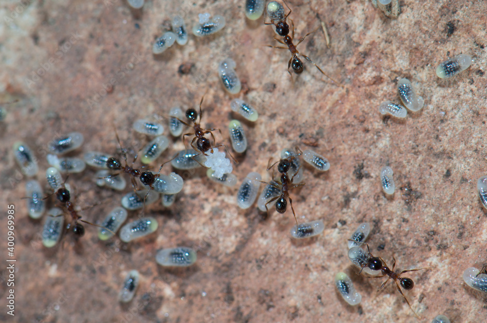 Ants tending eggs and larvae. Keoladeo Ghana National Park. Bharatpur. Rajasthan. India. Ants tending eggs and larvae. Keoladeo Ghana National Park. Bharatpur. Rajasthan. India.