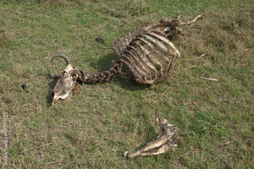 Fotografía Zebu carcass Bos primigenius indicus