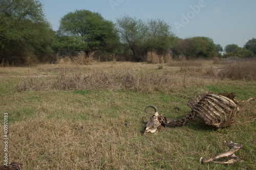 Zebu carcass Bos primigenius indicus. Keoladeo Ghana National Park. Bharatpur. Rajasthan. India.