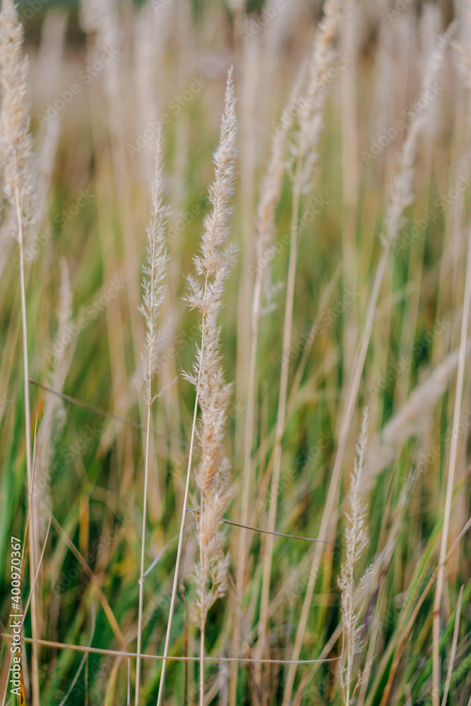 Field grass close-up on a sunny day Field grass close-up on a sunny day