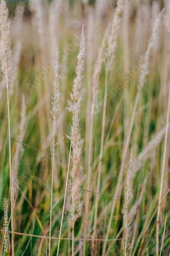 Field grass close-up on a sunny day