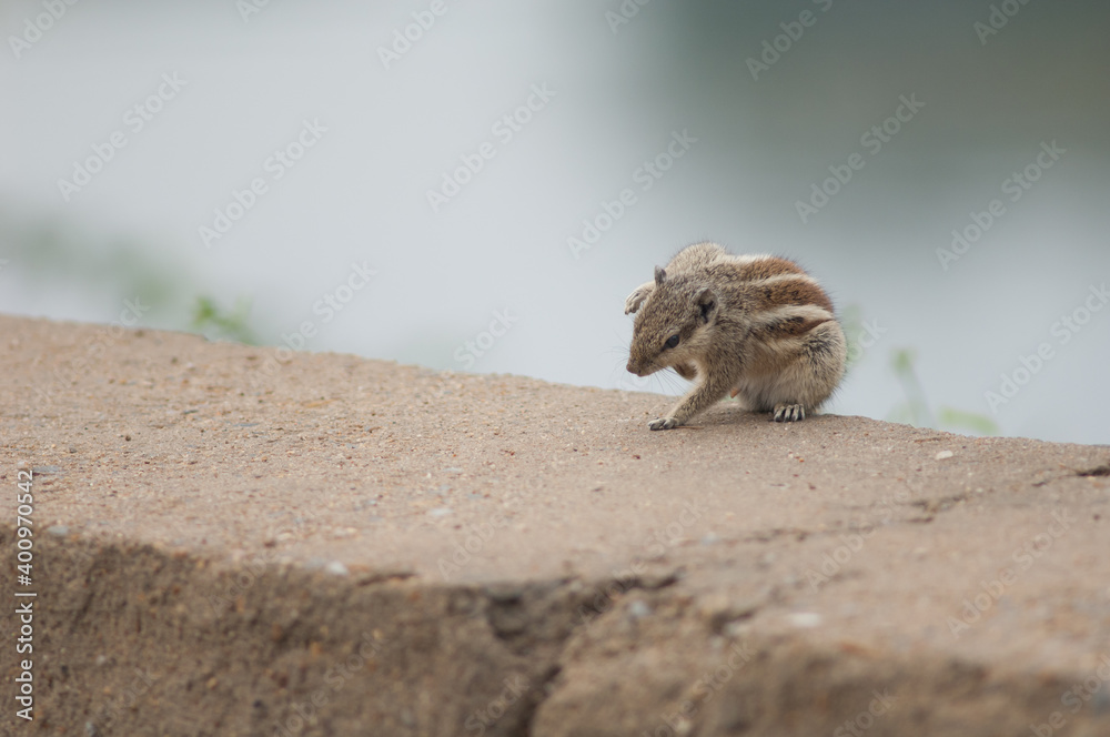 Indian palm squirrel Funambulus palmarum scratching. Bharatpur. Rajasthan. India.