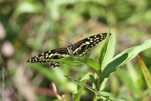Papilio demodocus, auch bekannt unter der englischen Bezeichnung Citrus Swallowtail („Zitrusschwalbenschwanz“), ist ein Schmetterling aus der Familie der Ritterfalter (Papilionidae). Sein Verbreitungs