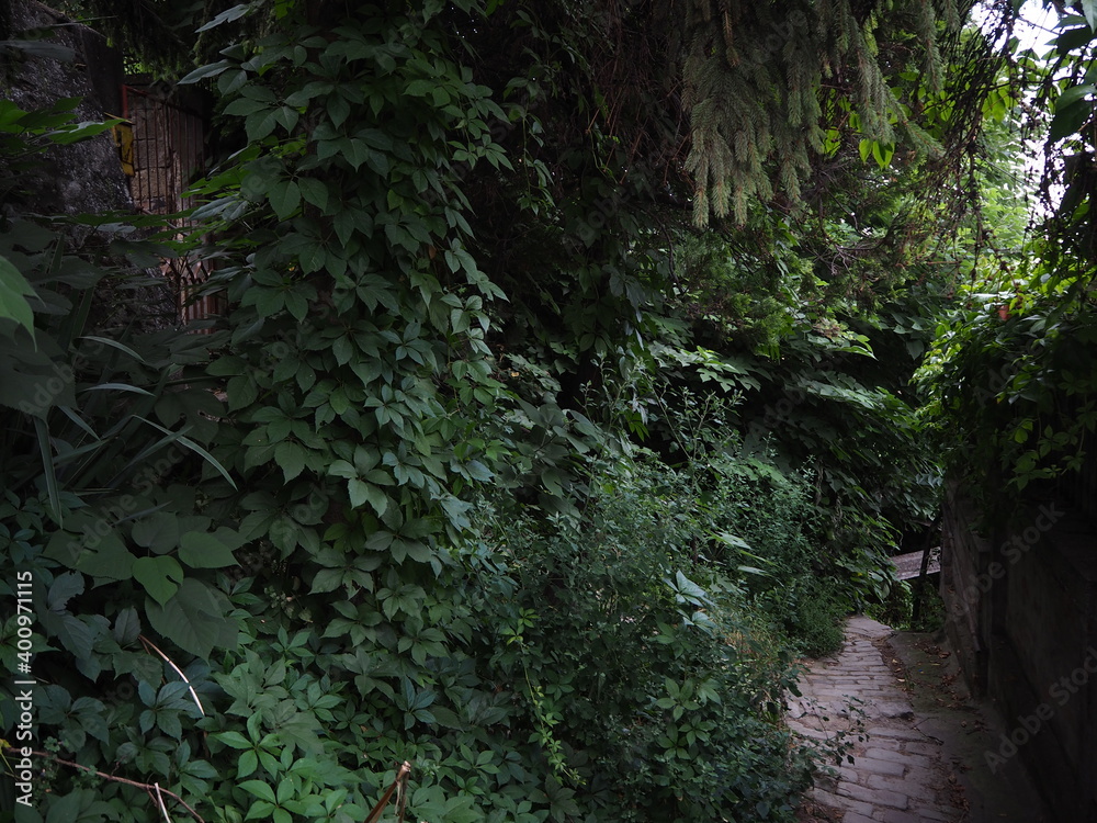 Rocky road through thickets of trees and bushes Rocky road through thickets of trees and bushes