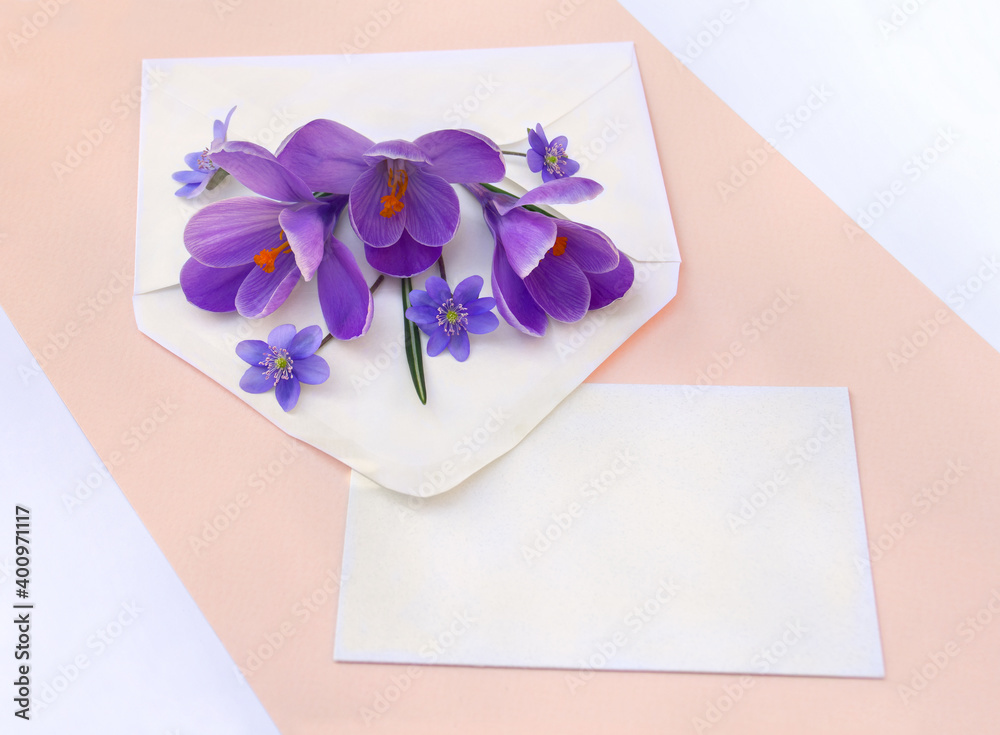 Spring snowdrops flowers violet crocuses and blue flowers hepatica in postal envelope and blank sheet with space for text on a coral pink paper and white background Spring snowdrops flowers violet crocuses and blue flowers hepatica in postal envelope and blank sheet with space for text on a coral pink paper and white background