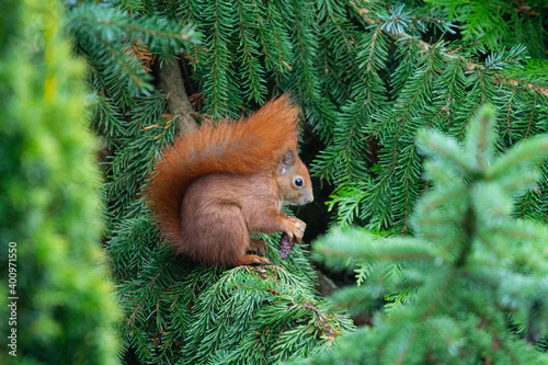 Quadro em tela Eichhörnchen sitzt im Tannenbaum und knappert am Tannenzapfen