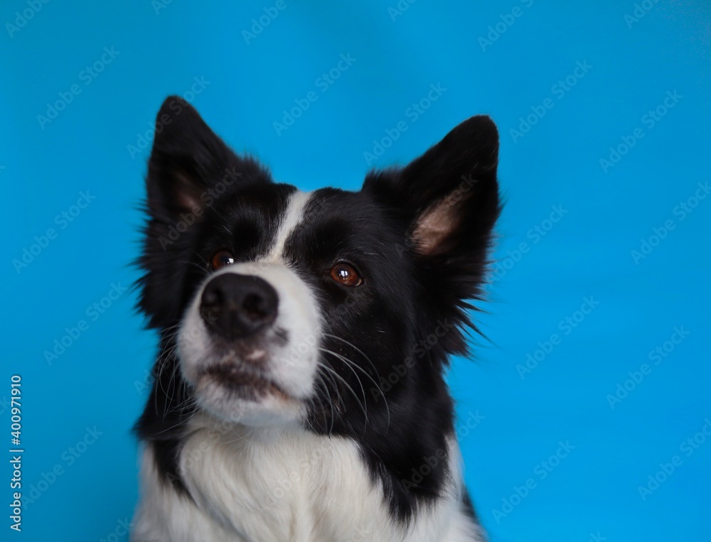 Close-up of Border Collie Isolated on Blue. Head Shot of Black and White Adorable Dog.