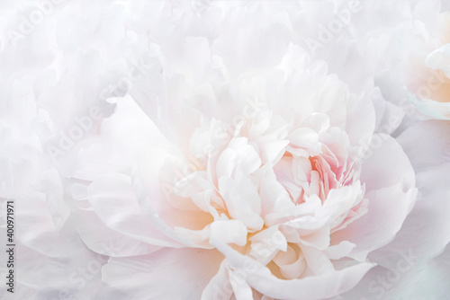 Fototapeta Naklejka Na Ścianę i Meble -  pink peony flower close up
