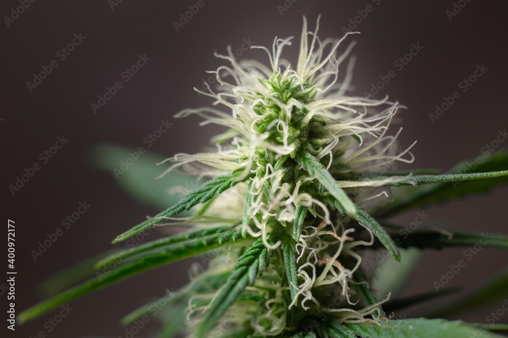 Cannabis Macro shot with Trichomes of marijuana flower bud with CBD and THC, top view of flowering cannabis. Sugar trichomes concepts of grow and use of marijuana for medicinal purposes. Concept legal Cannabis Macro shot with Trichomes of marijuana flower bud with CBD and THC, top view of flowering cannabis. Sugar trichomes concepts of grow and use of marijuana for medicinal purposes. Concept legal