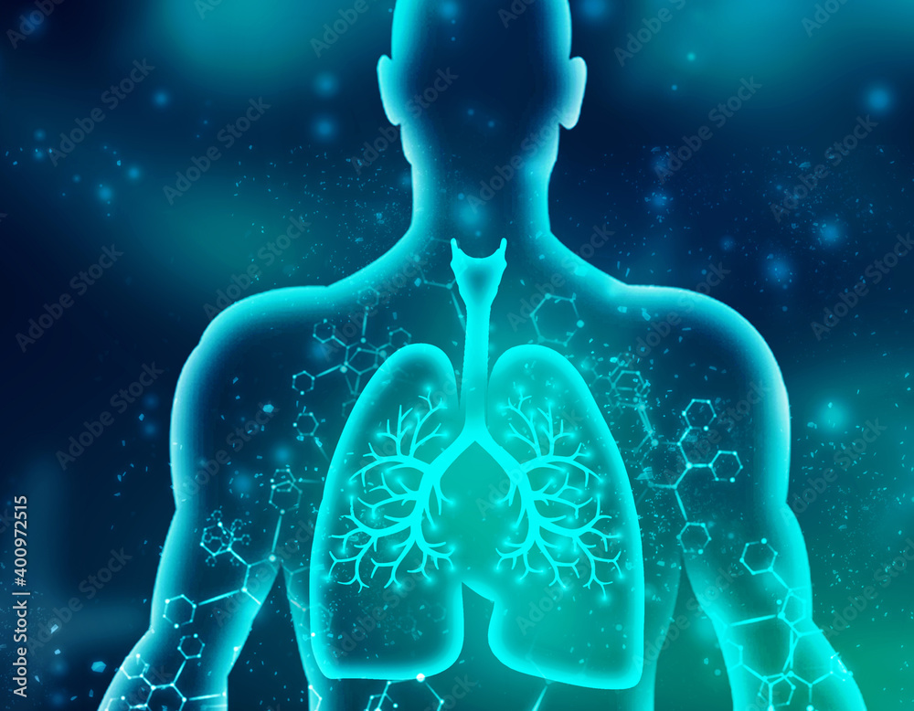 Healthy Human Lungs 2d illustration Healthy Human Lungs 2d illustration