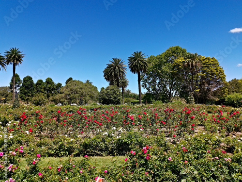 Beautiful view of a garden with flowers and plants in the park  Centennial park  Sydney  New south Wales  Australia 