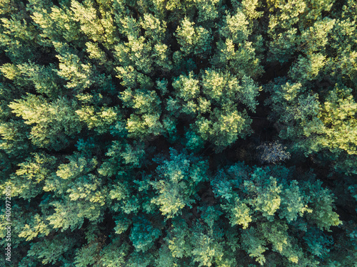 Aerial shot Flying over green trees forest at sunrise. Background and texture