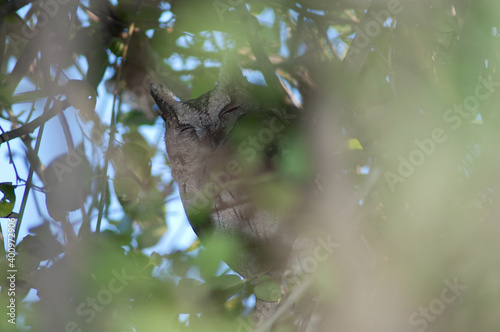 Indian scops owl Otus bakkamoena. Keoladeo Ghana National Park. Bharatpur. Rajasthan. India. photo