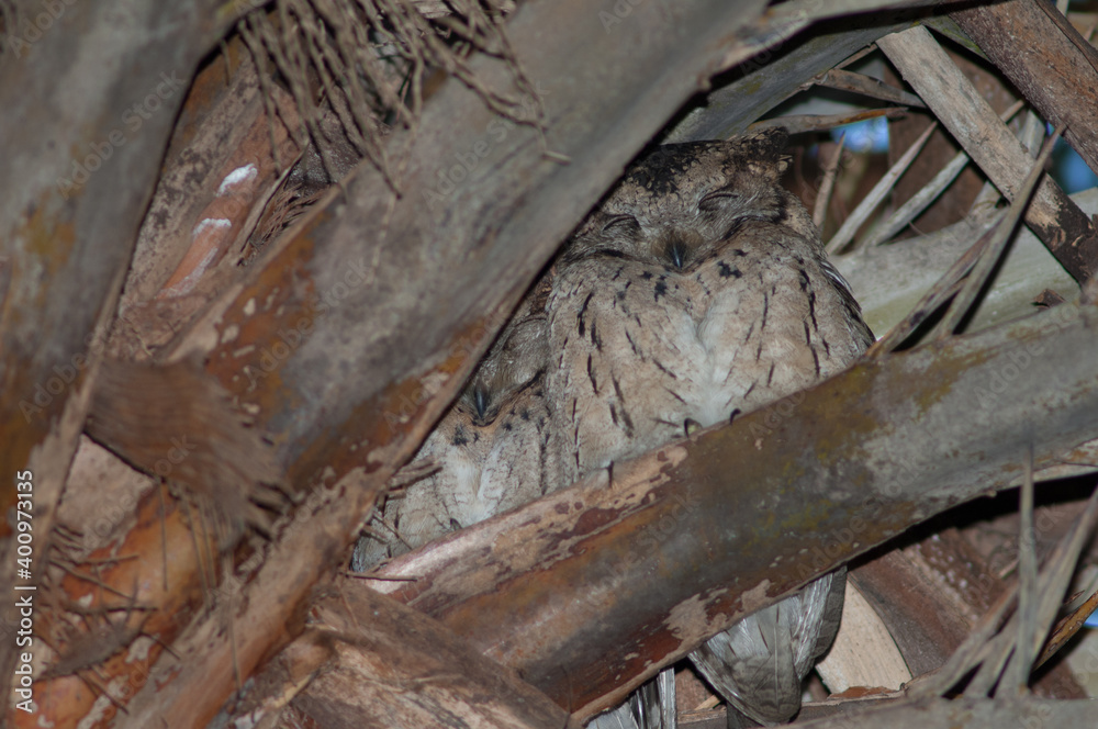 Indian scops owls Otus bakkamoena. Keoladeo Ghana National Park. Bharatpur. Rajasthan. India. Indian scops owls Otus bakkamoena. Keoladeo Ghana National Park. Bharatpur. Rajasthan. India.