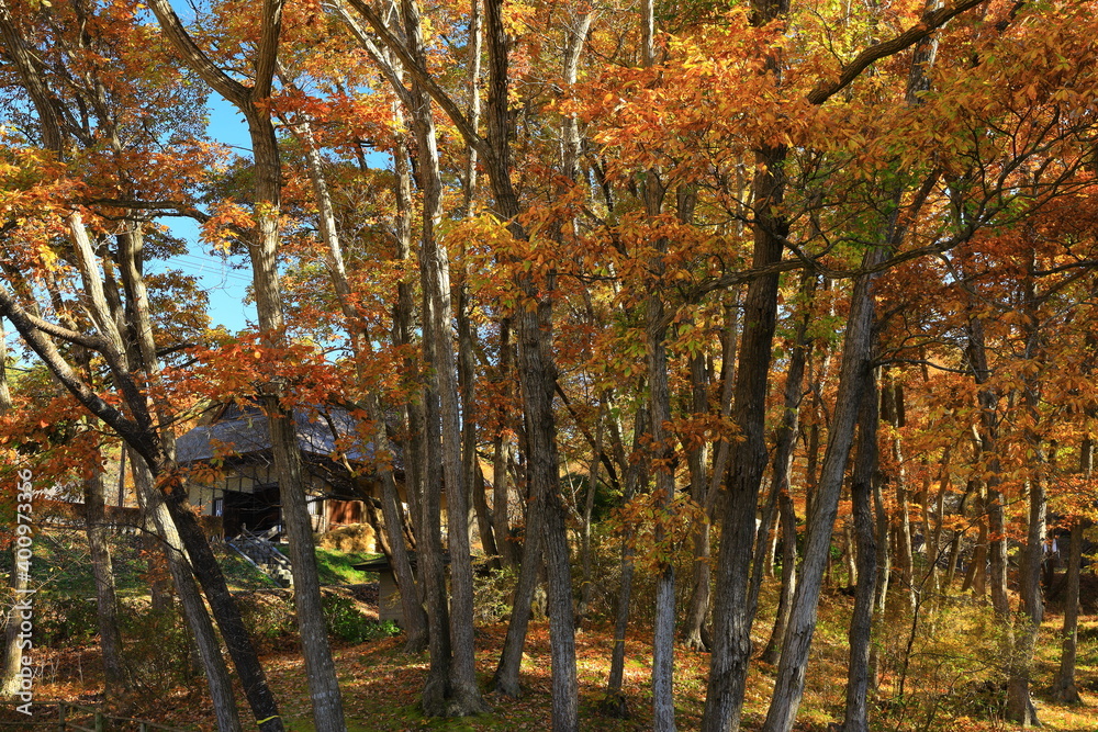 Obraz premium 紅葉のみちのく民俗村