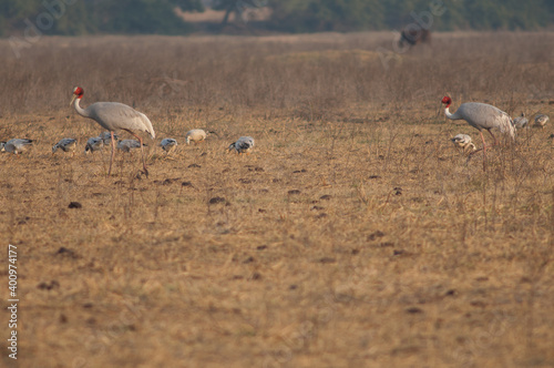 Sarus cranes Antigone antigone on a meadow. Keoladeo Ghana National Park. Bharatpur. Rajasthan. India. photo