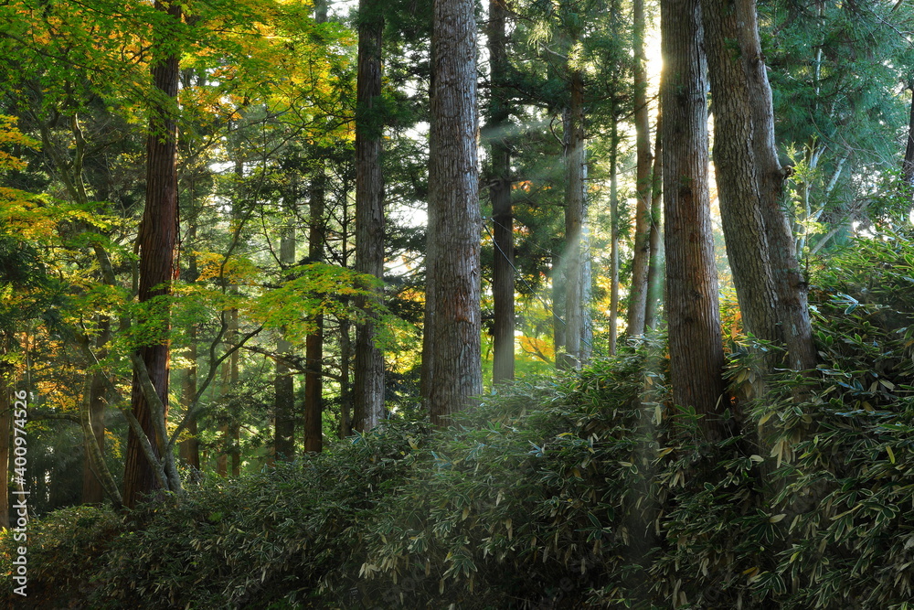 Fototapeta premium 世界遺産 紅葉の中尊寺