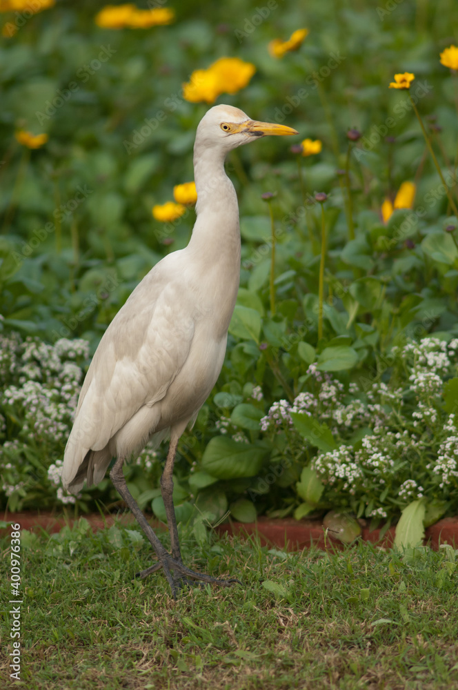 Obraz premium Cattle egret Bubulcus ibis in the Taj Mahal gardens. Agra. Uttar Pradesh. India.