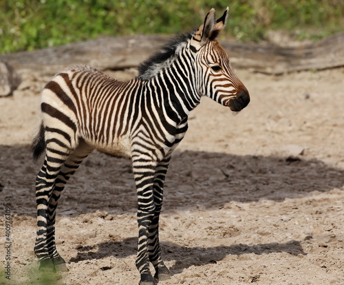 Full body shot of a young Zebra standing on open ground.