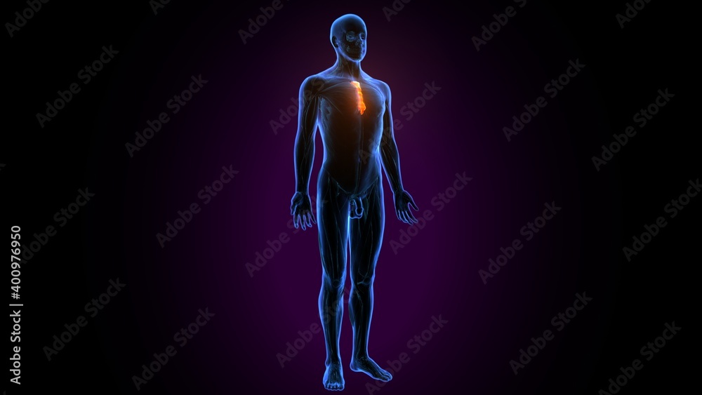 3d illustration of human body sternum bone anatomy 3d illustration of human body sternum bone anatomy