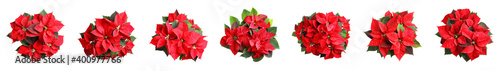 Set of poinsettias on white background, top view. Christmas traditional flower, banner design